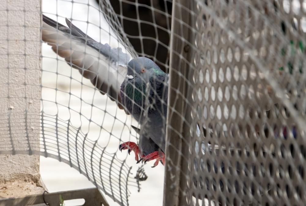 filet pigeon